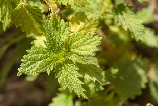 Closeup of fresh green leaves of Urtica dioica plant vegetating in nature in daytime