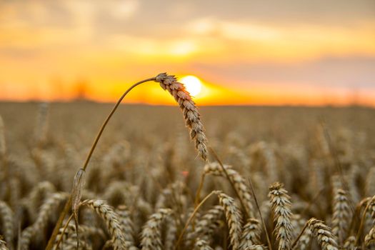 Golden wheat field at sunset. Harvest scenery in the countryside. Agriculture