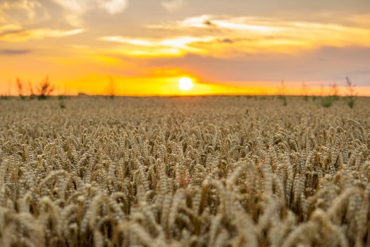 Ears of golden wheat close up on a agricultural field. Rural scenery under shining sunlight. Background of ripening ears of meadow wheat field. Rich harvest concept