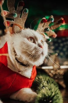 Portrait of fluffy white cat in Christmas decoration - deer horns and Santa Claus costume. New year, pets, animals meme concept. High quality 4k footage