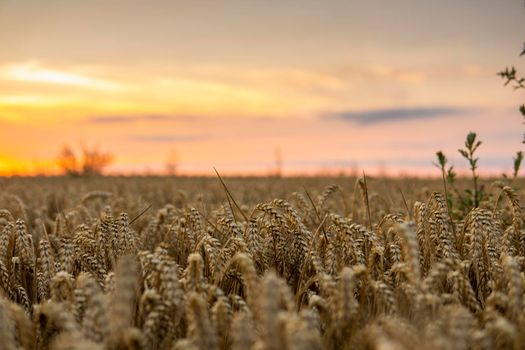 Scene of sunset on the agricultural field with golden ears of wheat in the summer with a cloudy sunset sky background. Landscape