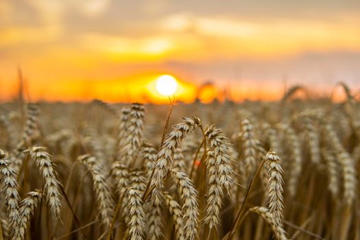 Wheat field. Ears of golden wheat close up. Rich harvest concept