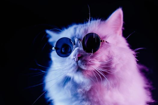 Luxurious domestic kitty in glasses poses on black background. Portrait of white furry cat in fashion eyeglasses. Studio neon light. High quality photo