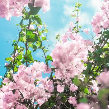 Blooming beauty, wedding invitation and nature concept - Pastel pink blooming flowers and blue sky in a dream garden, floral background