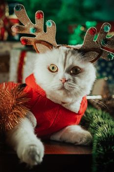 Portrait of fluffy white cat in Christmas decoration - deer horns and Santa Claus costume. New year, pets, animals meme concept. High quality 4k footage