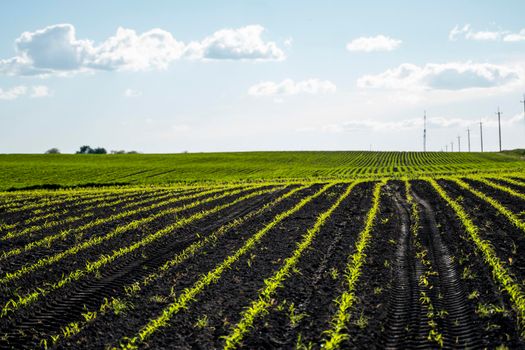 Cornfield, young sprouts growing in rows. Rows of young small corn plants on farm field. Corn field. Grow and plant corn.