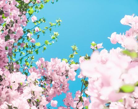 Blooming beauty, wedding invitation and nature concept - Pastel pink blooming flowers and blue sky in a dream garden, floral background