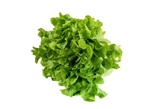 Newly harvested fresh lettuce on isolated white background