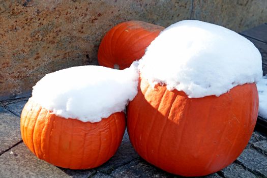 Harvested orange pumpkin with snow cap. Rural background