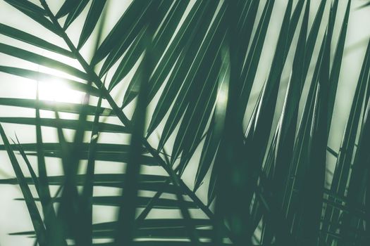 Botanical backdrop, exotic vacation and beauty in nature concept - Tropical palm leaves, floral background