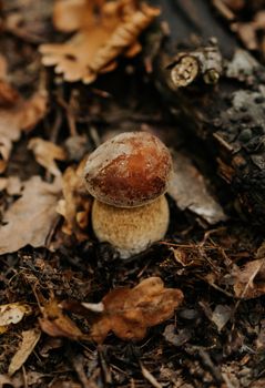 Small fungus in fallen leaves in autumn. Popular Boletus Edilus mushroom in natural forest habitat. High quality photo