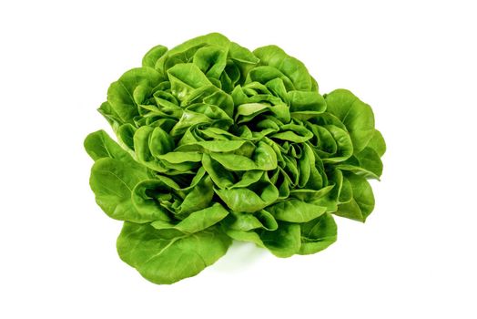 Newly harvested fresh lettuce on isolated white background