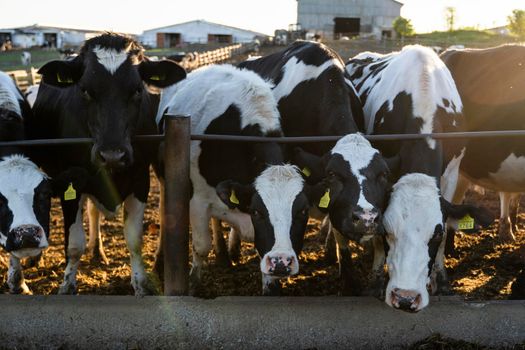 Agriculture industry. Farming and animal husbandry concept. Herd of cows eating hay in cowshed on dairy farm. Sunset