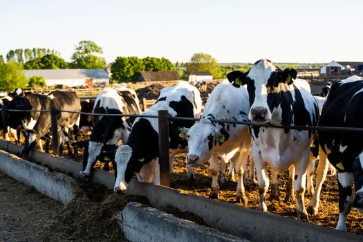 Agriculture industry. Farming and animal husbandry concept. Herd of cows eating hay in cowshed on dairy farm. Sunset