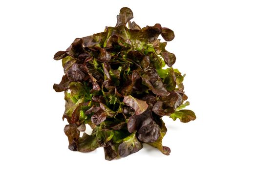 Newly harvested fresh lettuce on isolated white background