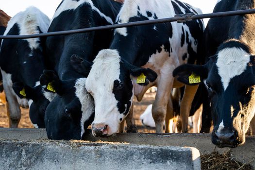 Agriculture industry. Farming and animal husbandry concept. Herd of cows eating hay in cowshed on dairy farm. Sunset