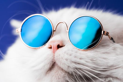 Very closeup view of amazing domestic pet in mirror round fashion sunglasses is isolated on blue wall. Furry cat in studio. Animals, friends, home concept. High quality photo