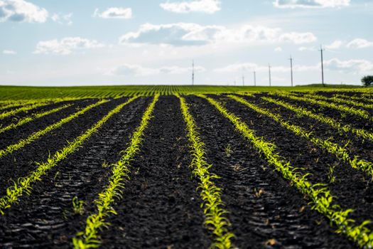 Rows of young corn shoots on a cornfield. Agriculture. Growing sweet corn