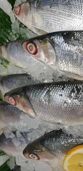 fresh milkfish or Chanos chanos or Chanidae, Cretaceous, tautonym, awa, ava, or ikan bandeng, bolu, in the market