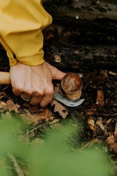 Picker cuts mushroom with special knife. Small fungus in fallen leaves in autumn. Popular Boletus Edilus in natural forest habitat. High quality photo