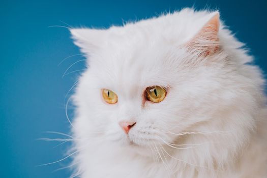 Portrait of highland straight fluffy cat with long hair. Cool animal concept. Studio shot. White pussycat on blue background