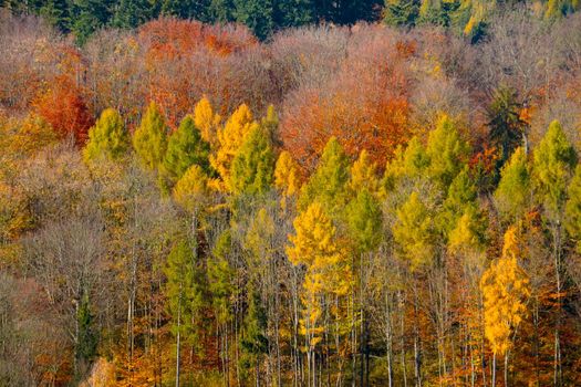 Flight over yellow-red-green autumn forest. View from above. Beautiful and bright autumn nature background