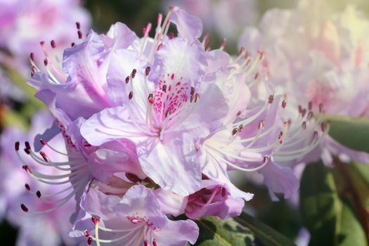 A flowering branch of azaleas in the garden in the spring. Soft light falls on a branch of rhododendron