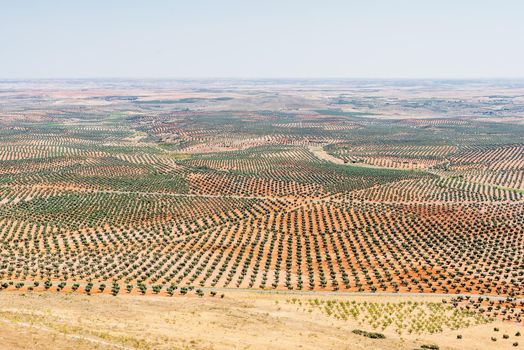 Aerial photo copy space of ploughed fields fields with olive trees on a plain in Spain.