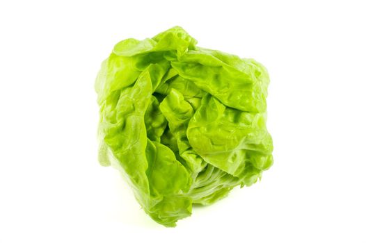 Newly harvested fresh lettuce on isolated white background