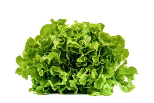 Newly harvested fresh lettuce on isolated white background