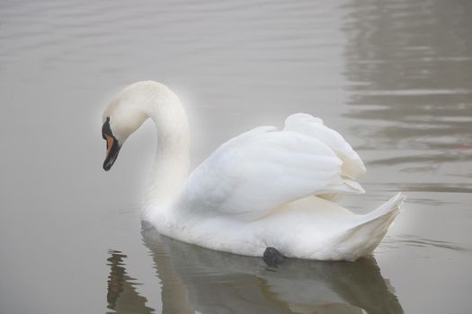 A swan swims on a pond on a foggy autumn morning, alone