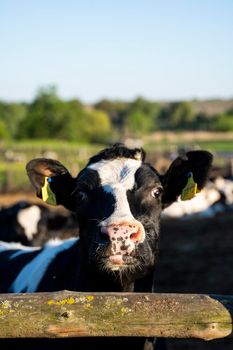 Beautiful close up on a young black and white cow on a farm looking in a camera behind the fence summer pasture