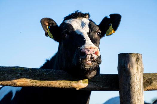 Beautiful close up on a young black and white cow on a farm looking in a camera behind the fence summer pasture