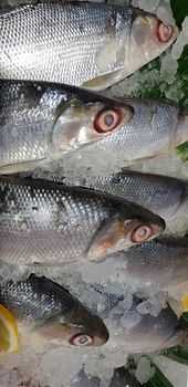 fresh milkfish or Chanos chanos or Chanidae, Cretaceous, tautonym, awa, ava, or ikan bandeng, bolu, in the market