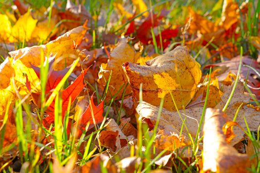 Fallen yellow-red leaves on the grass in the park. Autumn sunny morning in the garden. The onset of cold and frost. Nature background