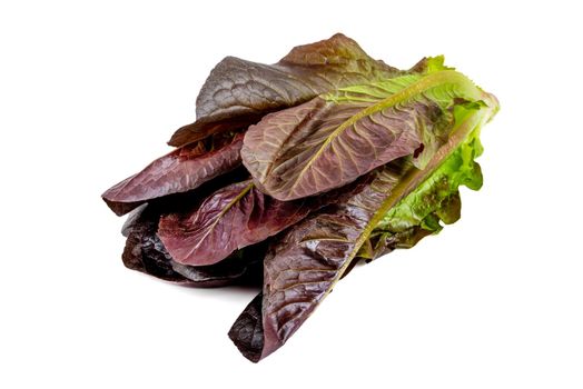 Newly harvested fresh lettuce on isolated white background