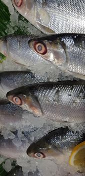 fresh milkfish or Chanos chanos or Chanidae, Cretaceous, tautonym, awa, ava, or ikan bandeng, bolu, in the market