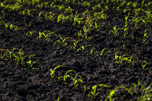 Rows of young small corn plants at farm agricultural field, summer time
