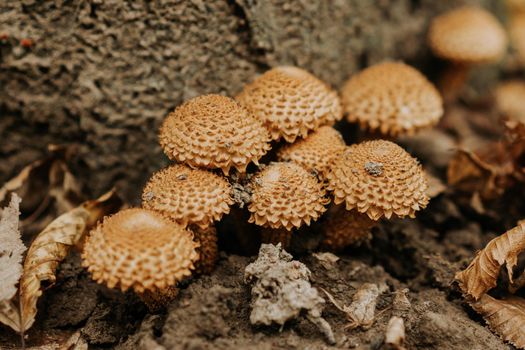 Small funguses Pholiota squarrosa in fallen leaves in autumn. Scaly rare mushrooms listed in the Red Book in natural forest habitat. High quality photo