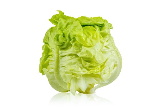 Newly harvested fresh lettuce on isolated white background