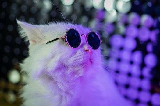 Luxurious domestic kitty in glasses poses on purple background.Portrait of white furry cat in fashion eyeglasses. Studio neon light. High quality photo