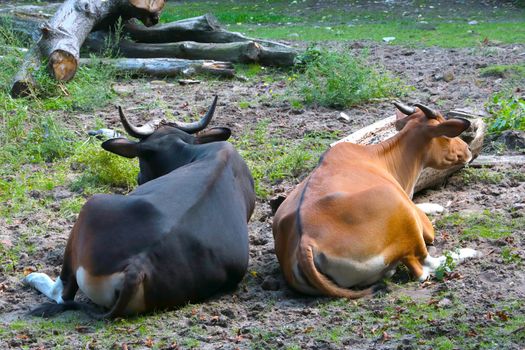 Beautiful cows lie in the meadow. Pets