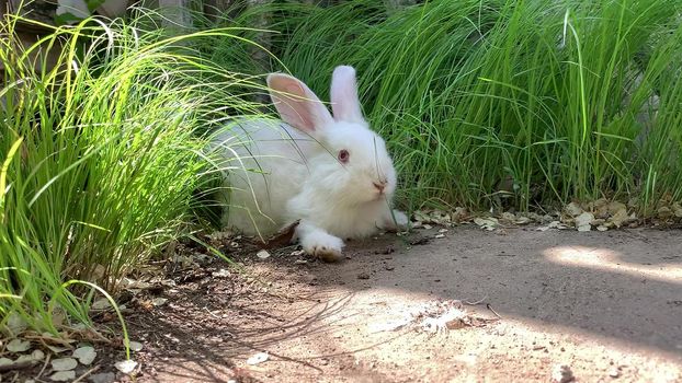 a frightened white rabbit in the green grass huddles to the ground