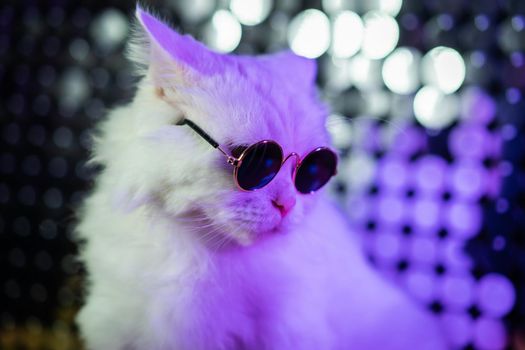 Luxurious domestic kitty in glasses poses on purple background.Portrait of white furry cat in fashion eyeglasses. Studio neon light. High quality photo