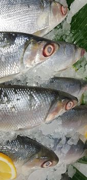 fresh milkfish or Chanos chanos or Chanidae, Cretaceous, tautonym, awa, ava, or ikan bandeng, bolu, in the market