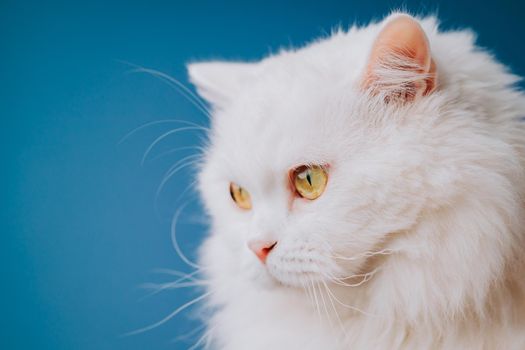 Portrait of highland straight fluffy cat with long hair. Cool animal concept. Studio shot. White pussycat on blue background