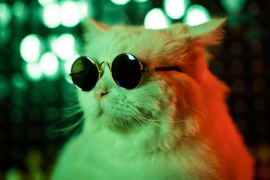 Portrait of disco furry cat in fashion eyeglasses on studio neon shining wall. Luxurious domestic kitty in glasses poses on green background. High quality photo