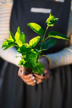 Female gardener holding sprouted mint plant in soil. Agriculture, caring for mother earth, environmental conservation, harvest concept. close-up shot with sunshine. High quality photo