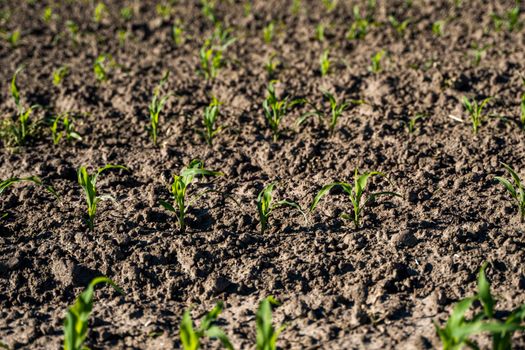 Rows of corn sprouts beginning to grow. Young corn seedlings growing in a soil. Agricultural concepts