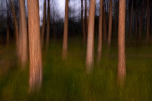 Blurred motion of trees in forest. Nature abstract background.